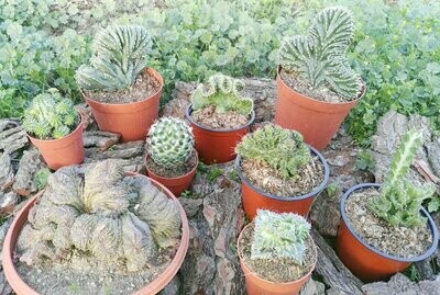 Cactus de Colección