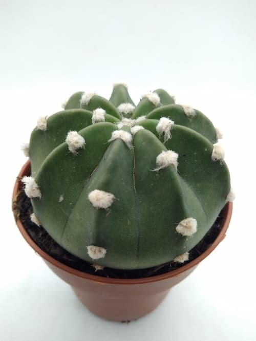 Echinopsis Subdenudata