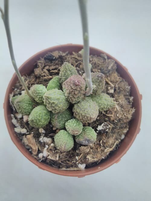 Adromischus Marianae Herrei