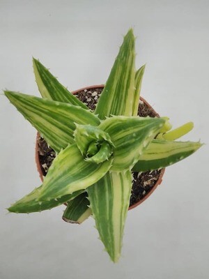Aloe Perfoliata Variegata " Aloe Mitra" Aloe Mitriformis o Aloe Nobilis