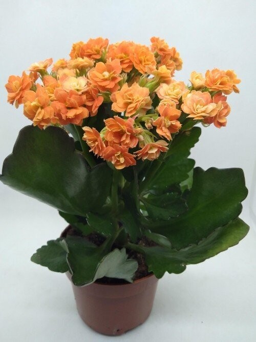 Kalanchoe blossfeldiana desde solo 3.00€