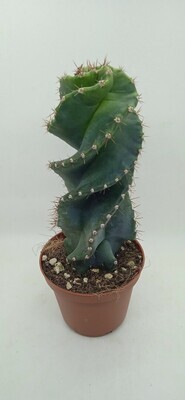 Cereus forbesii cv Spiralis Cactus espiral