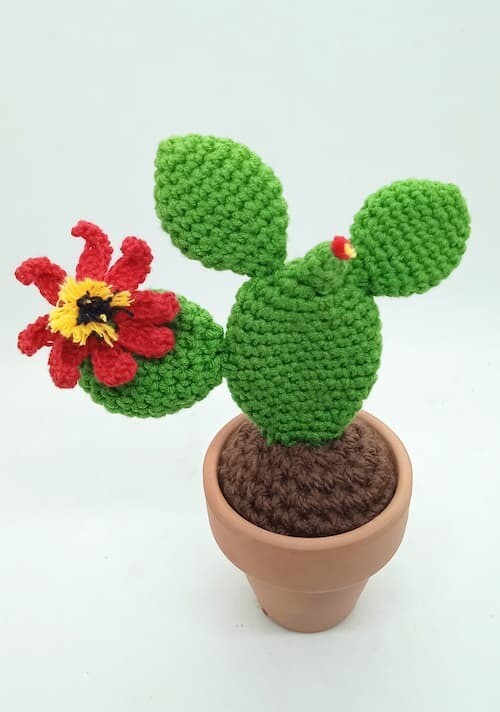 Cactus Decorativos, Cactus Decorativo: Chumbera Flor roja