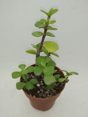 Mini árbol de jade Portulacaria Afra árbol de la abundancia
