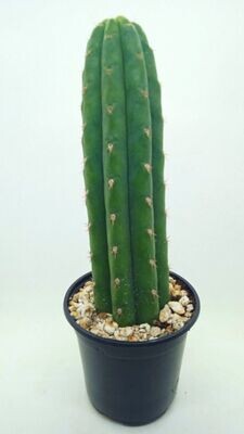 Echinopsis Pachanoi Cactus San Pedro