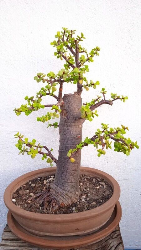 Bonsai Arbol de Jade 10-15 años