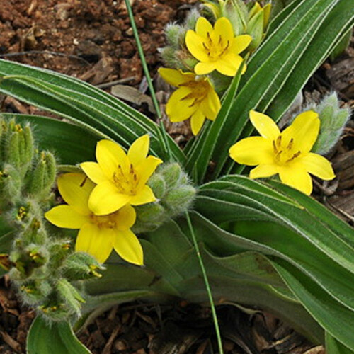 African Potato Root