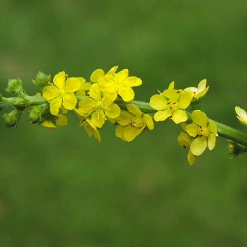 Agrimony Herb
