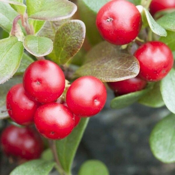 Uva Ursi