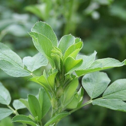 Alfalfa Herb
