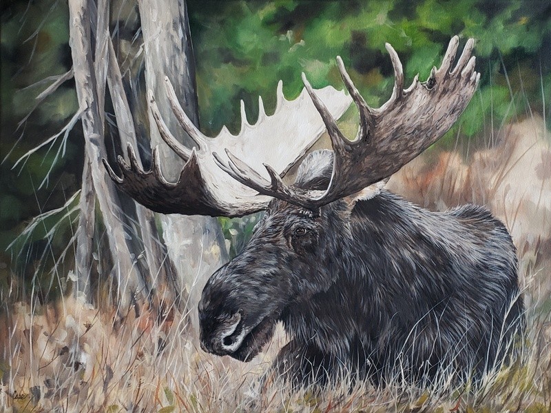 Bull In the Grass