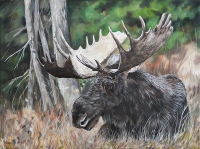 Wildlife