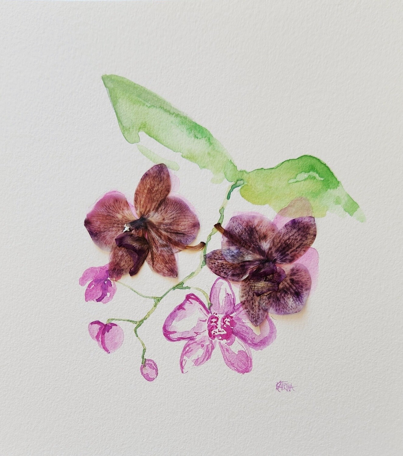 The Orchid