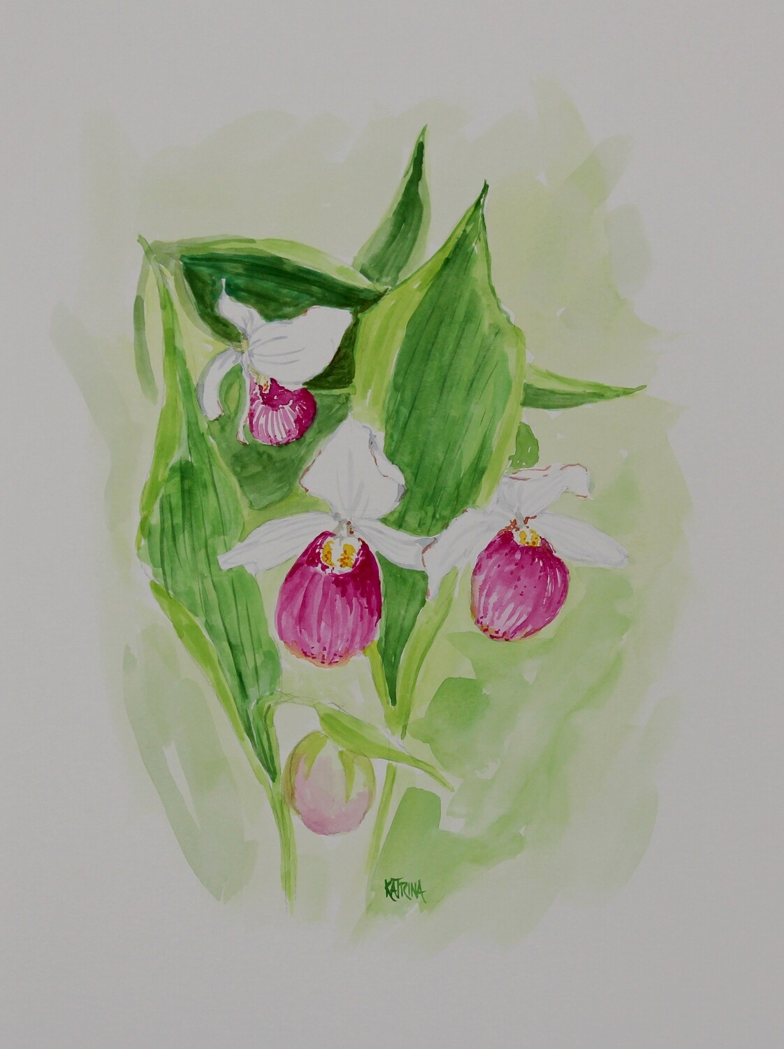 Lady Slipper