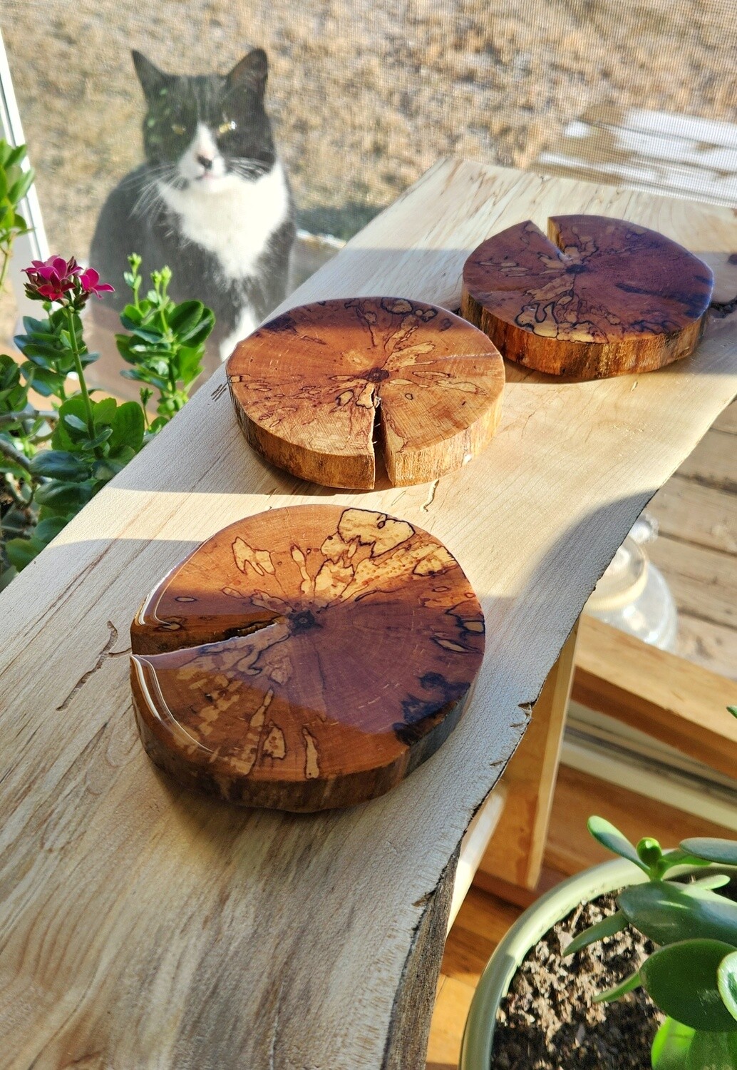 Spalted Maple