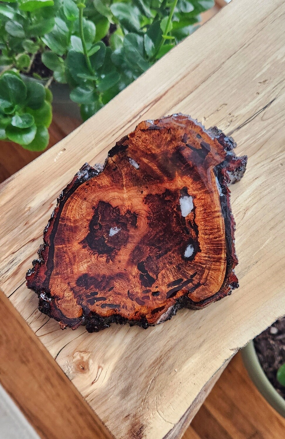 Cherry Burl Coaster