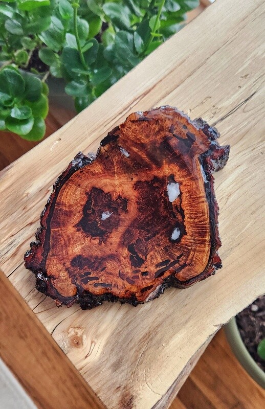 Cherry Burl Coaster