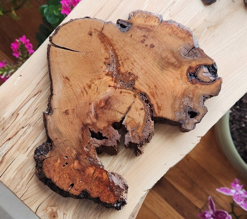 Cherry Burl Trivet