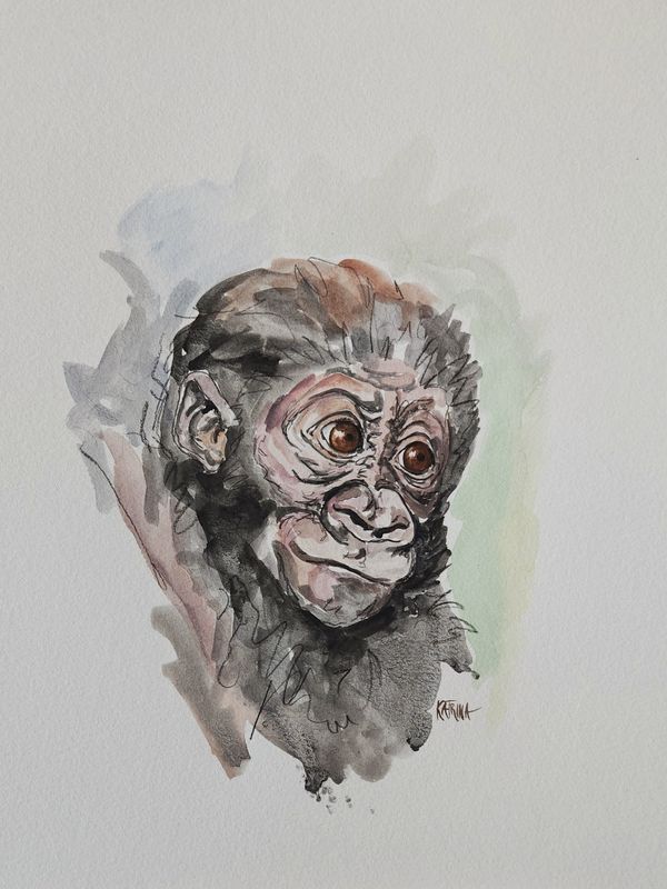 Baby Gorilla