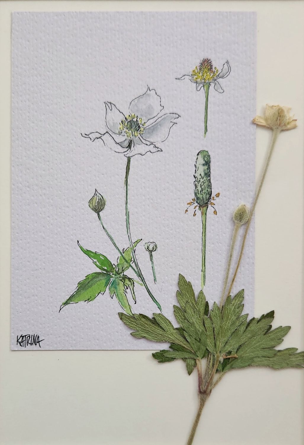 Cylindrical Thimbleweed