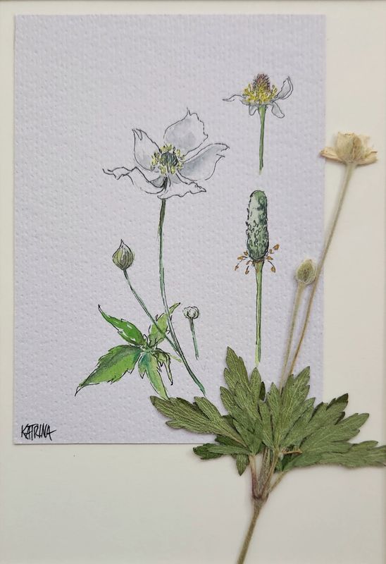 Cylindrical Thimbleweed