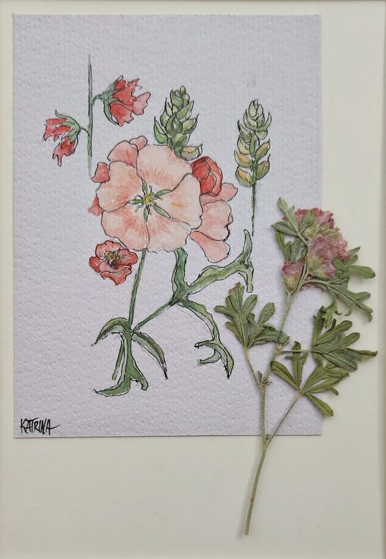 Scarlet Globemallow