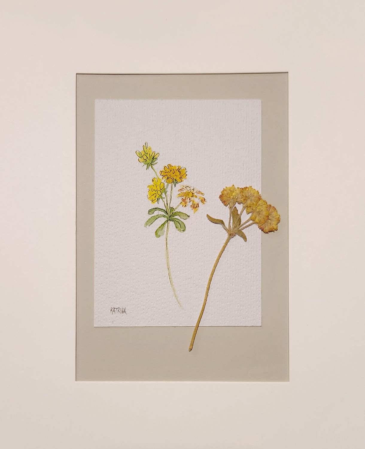 Sulphur Buckwheat