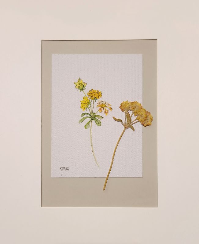 Sulphur Buckwheat