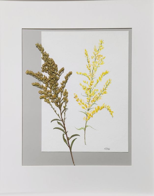 Goldenrod