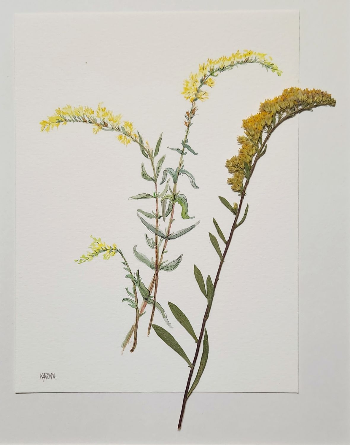 Field Goldenrod