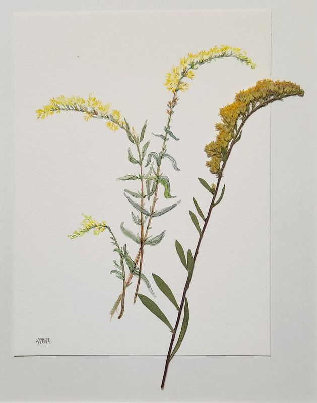 Field Goldenrod