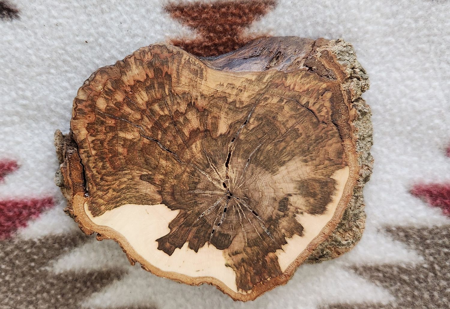 Maple Burl Coaster