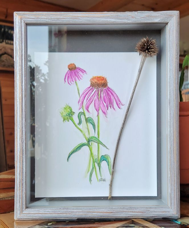 Shadow Box Coneflower