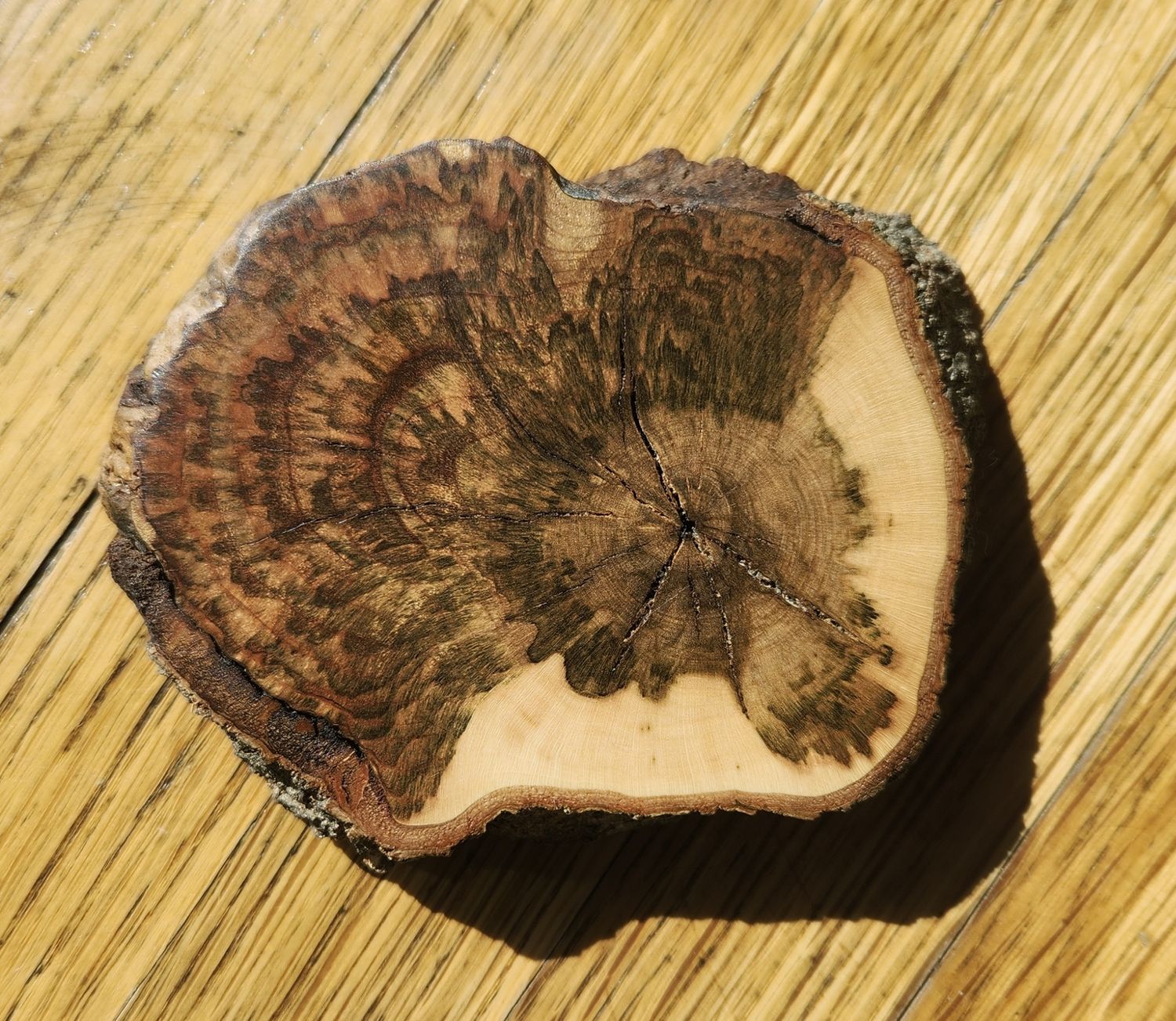 Maple Wood Coaster with Burl