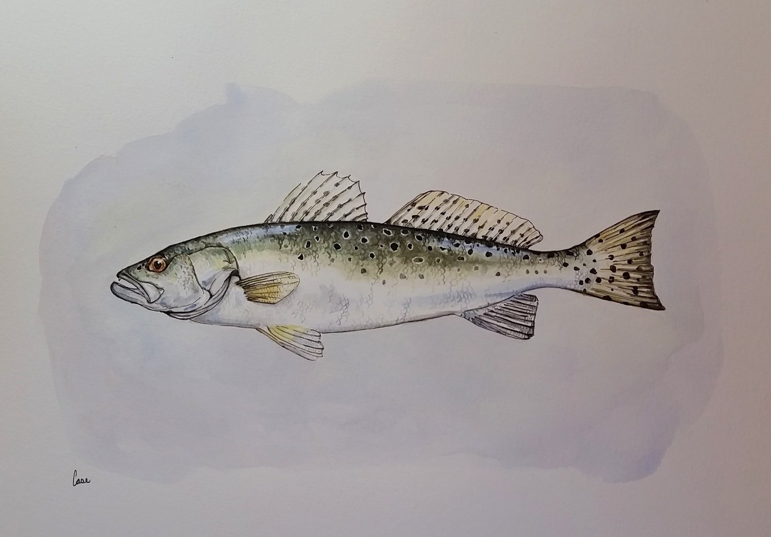 Speckled Trout