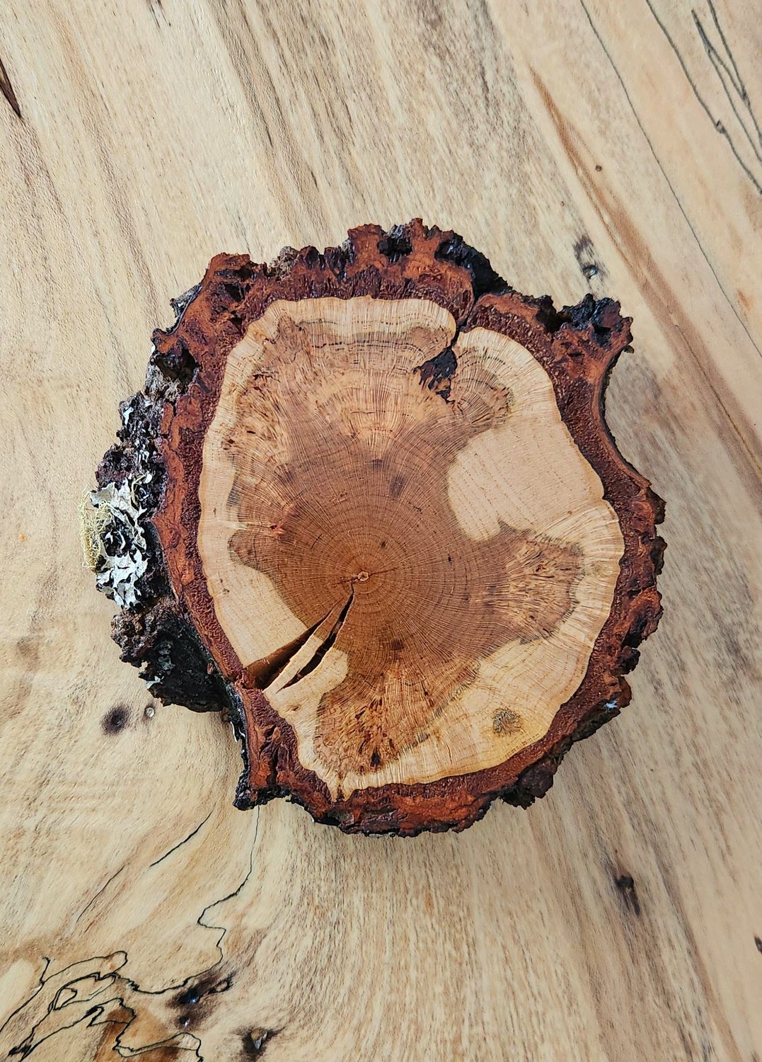 Cherry Burl Coaster