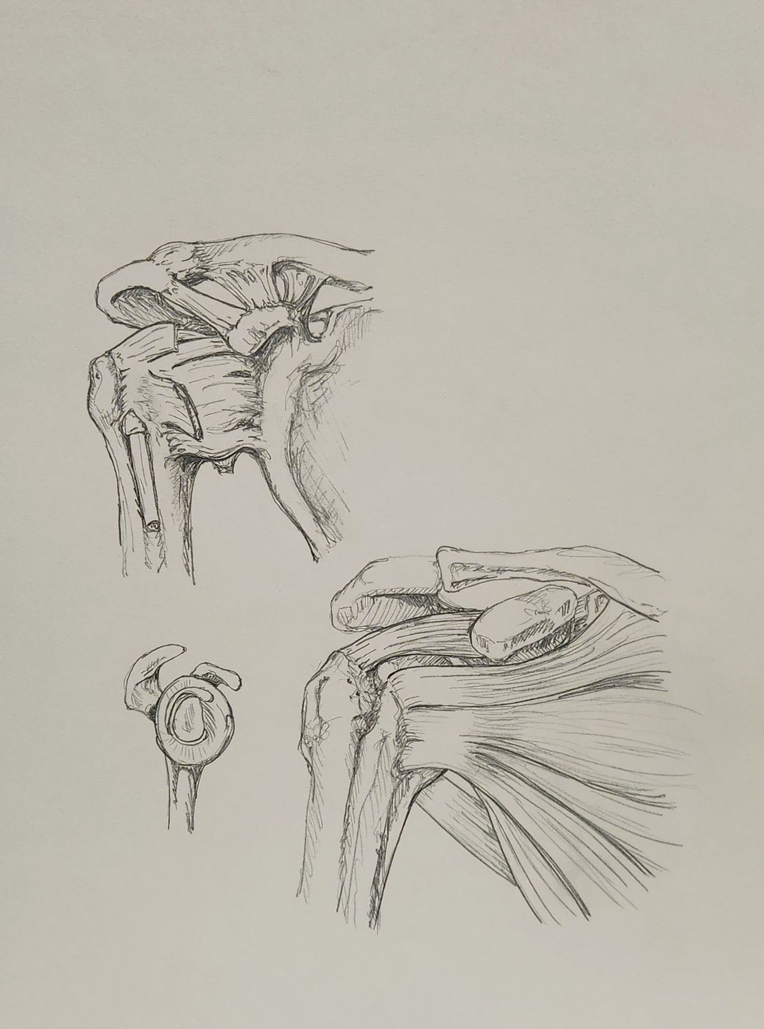 Shoulder Study