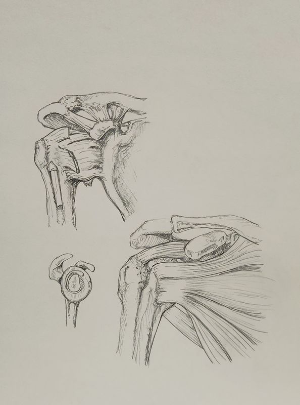 Shoulder Study