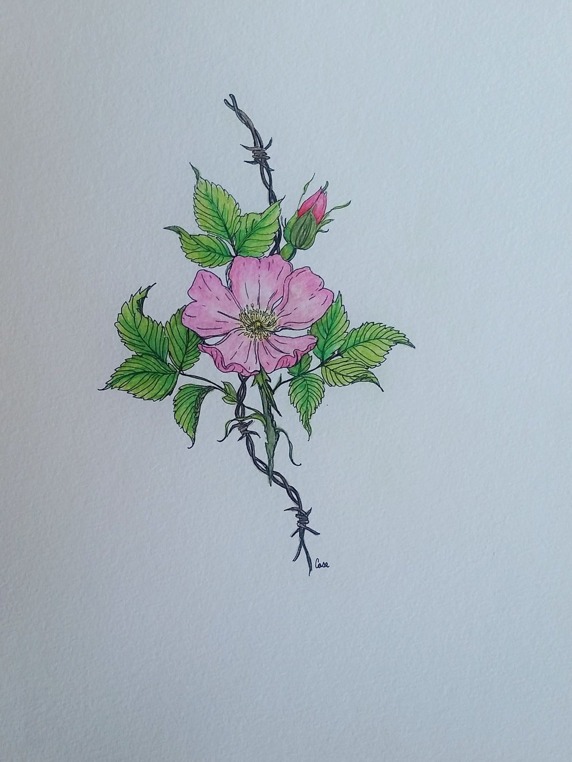 Prairie Rose