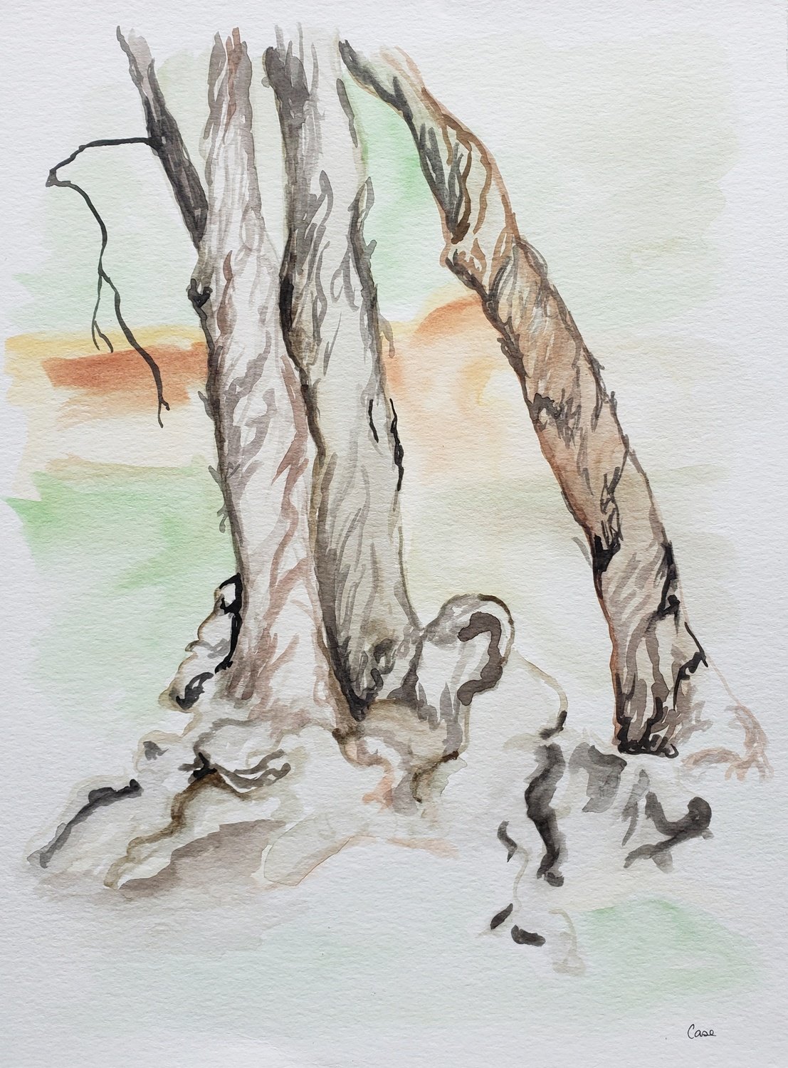 Trees in the Park