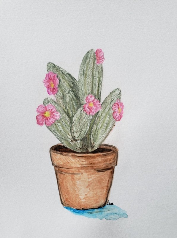 Succulent