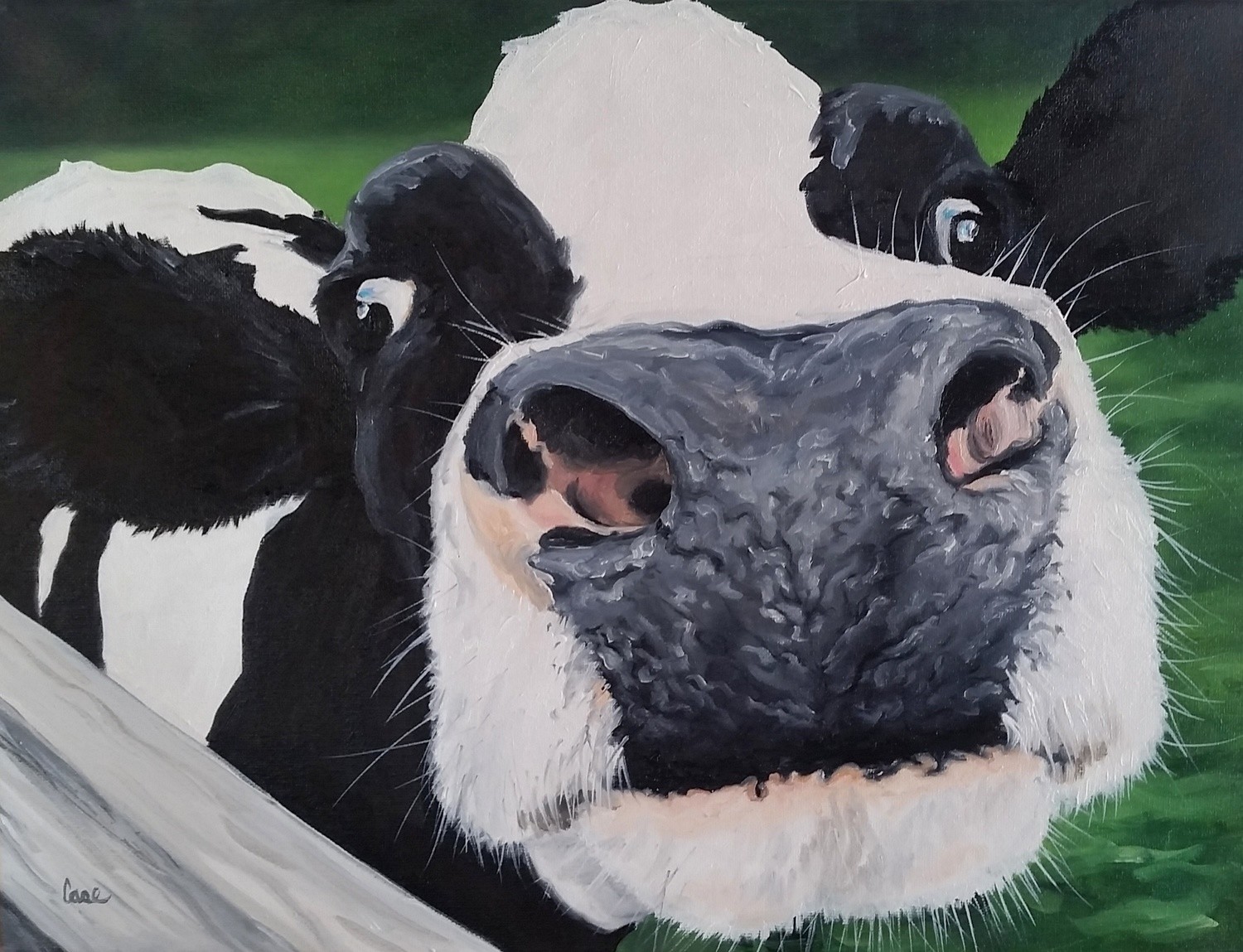 Cow Interrupted