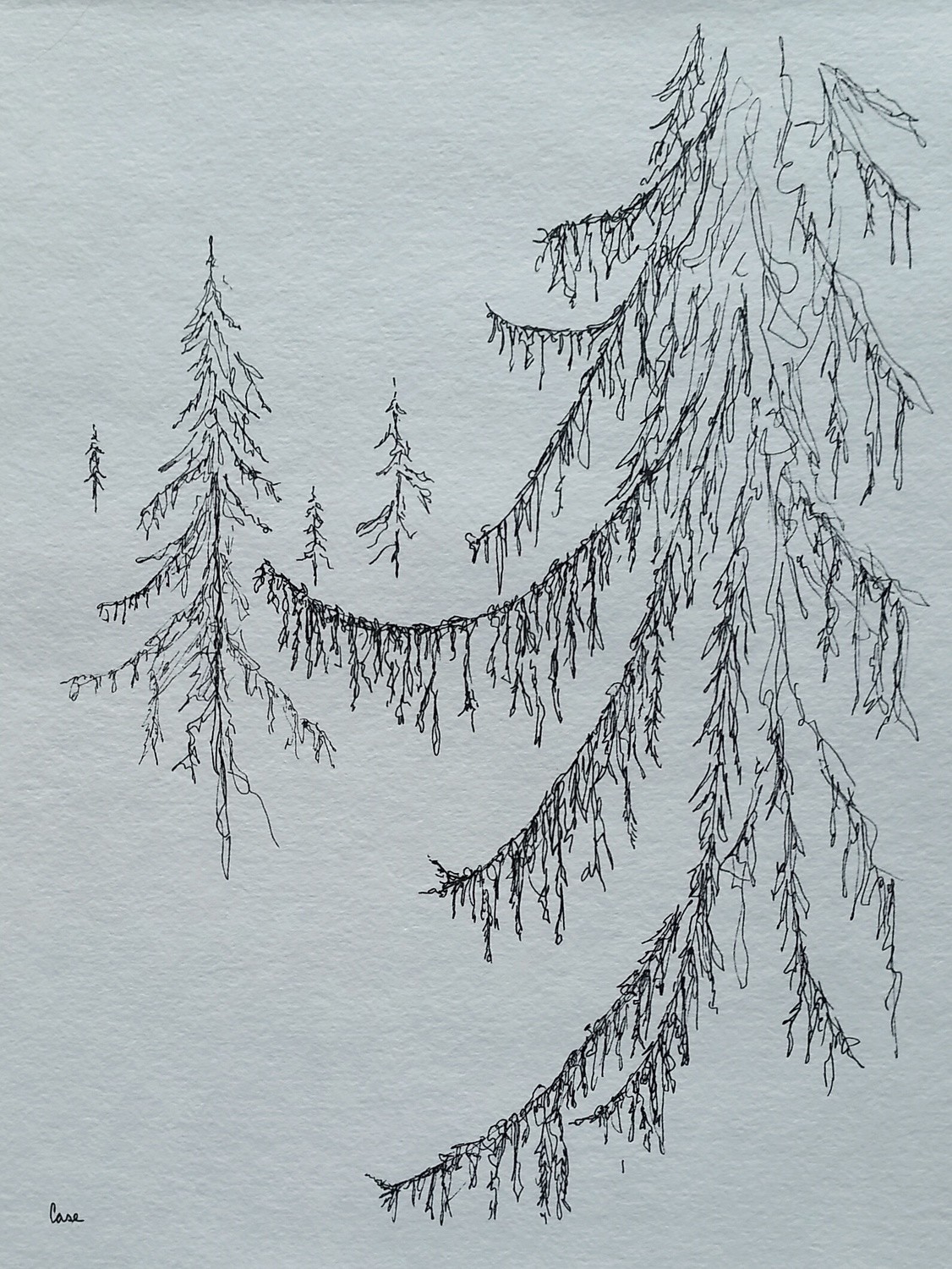 Within the Pines