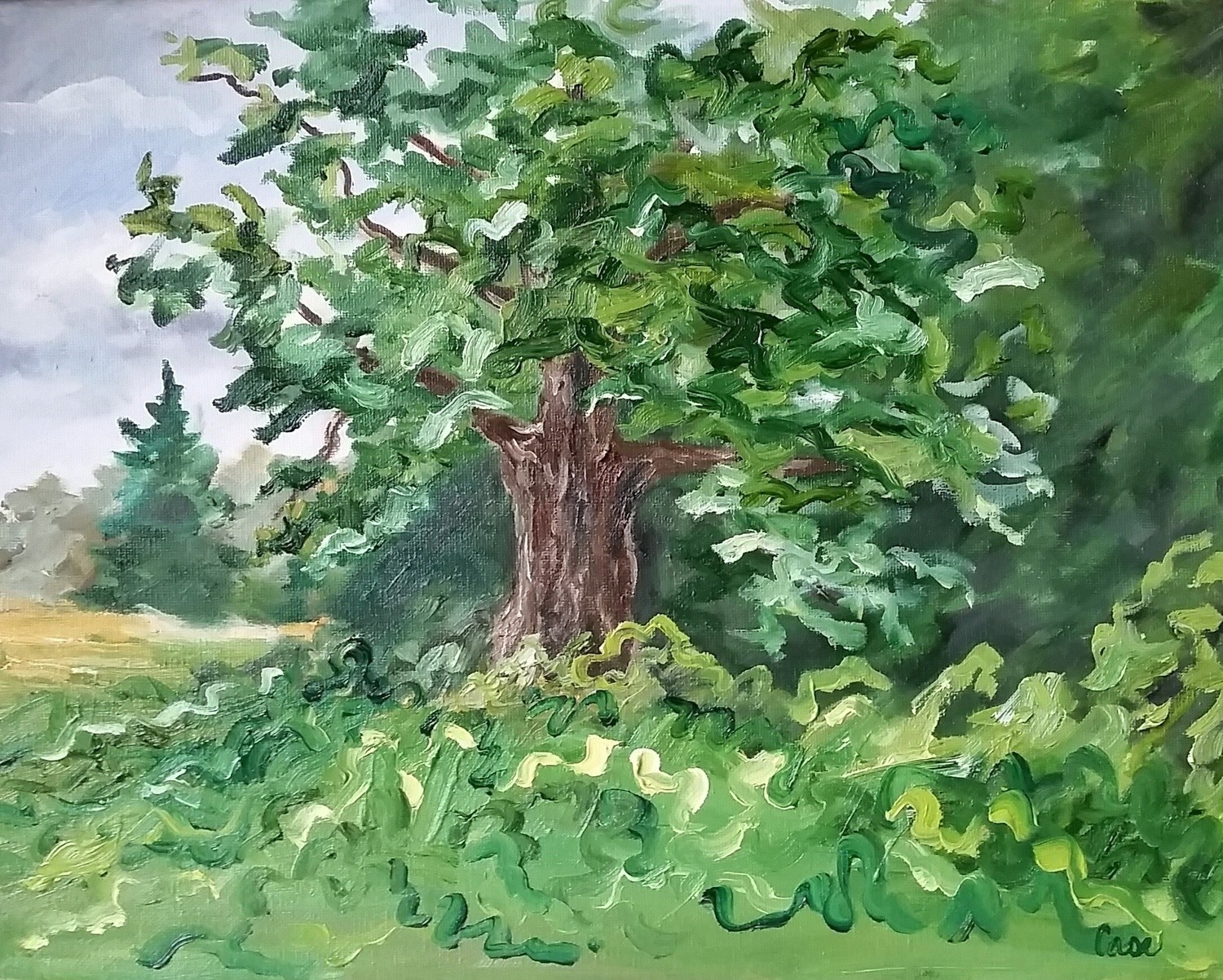 Witness Tree