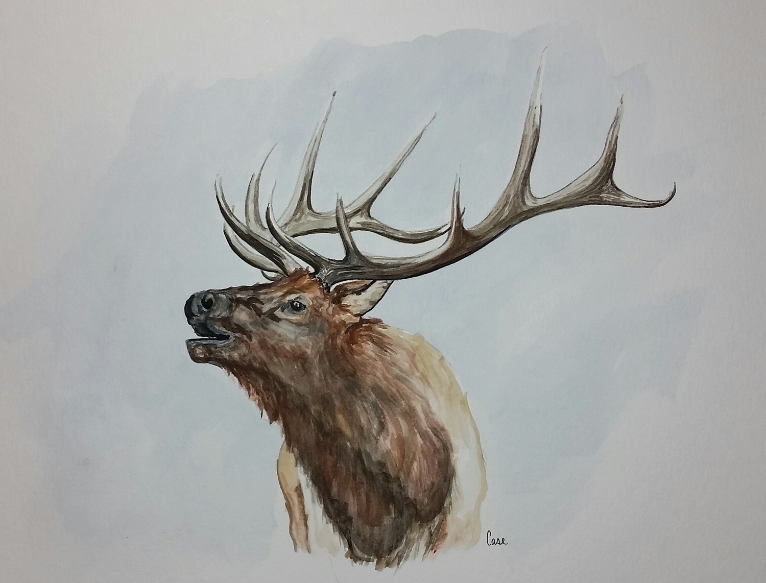 Bull Elk