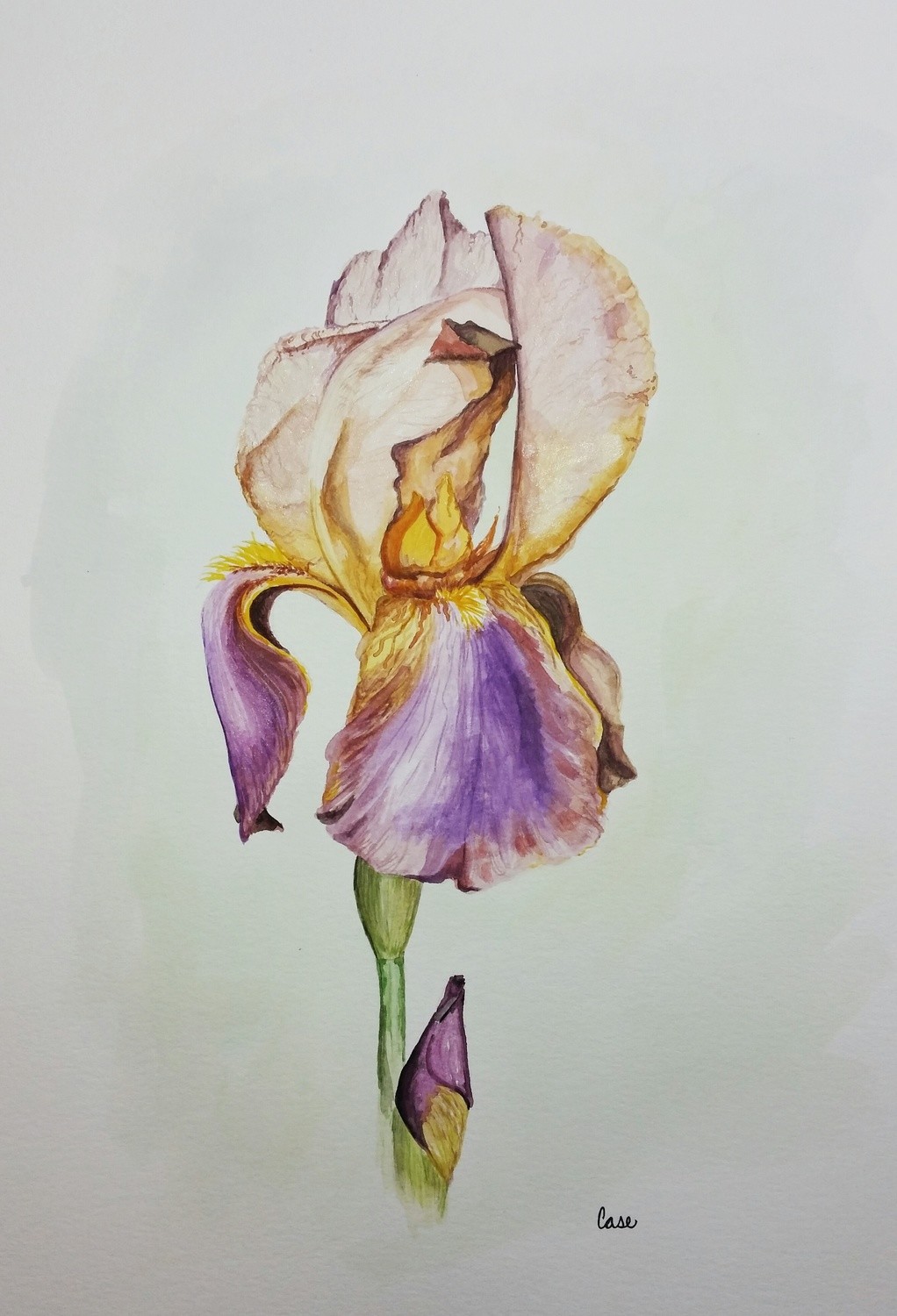 Iris