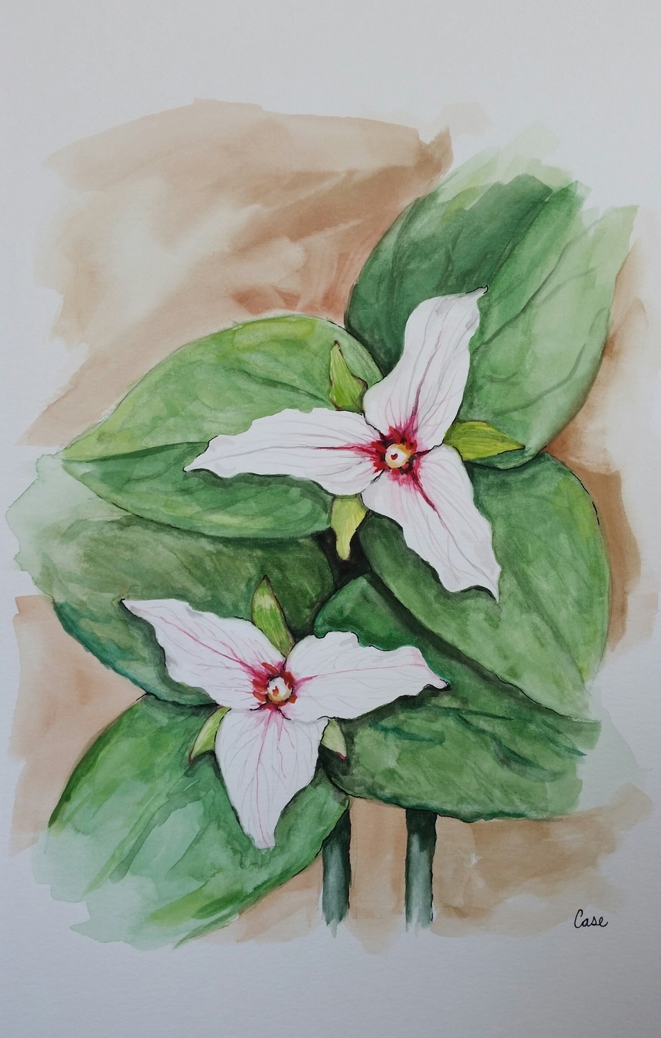 Trillium