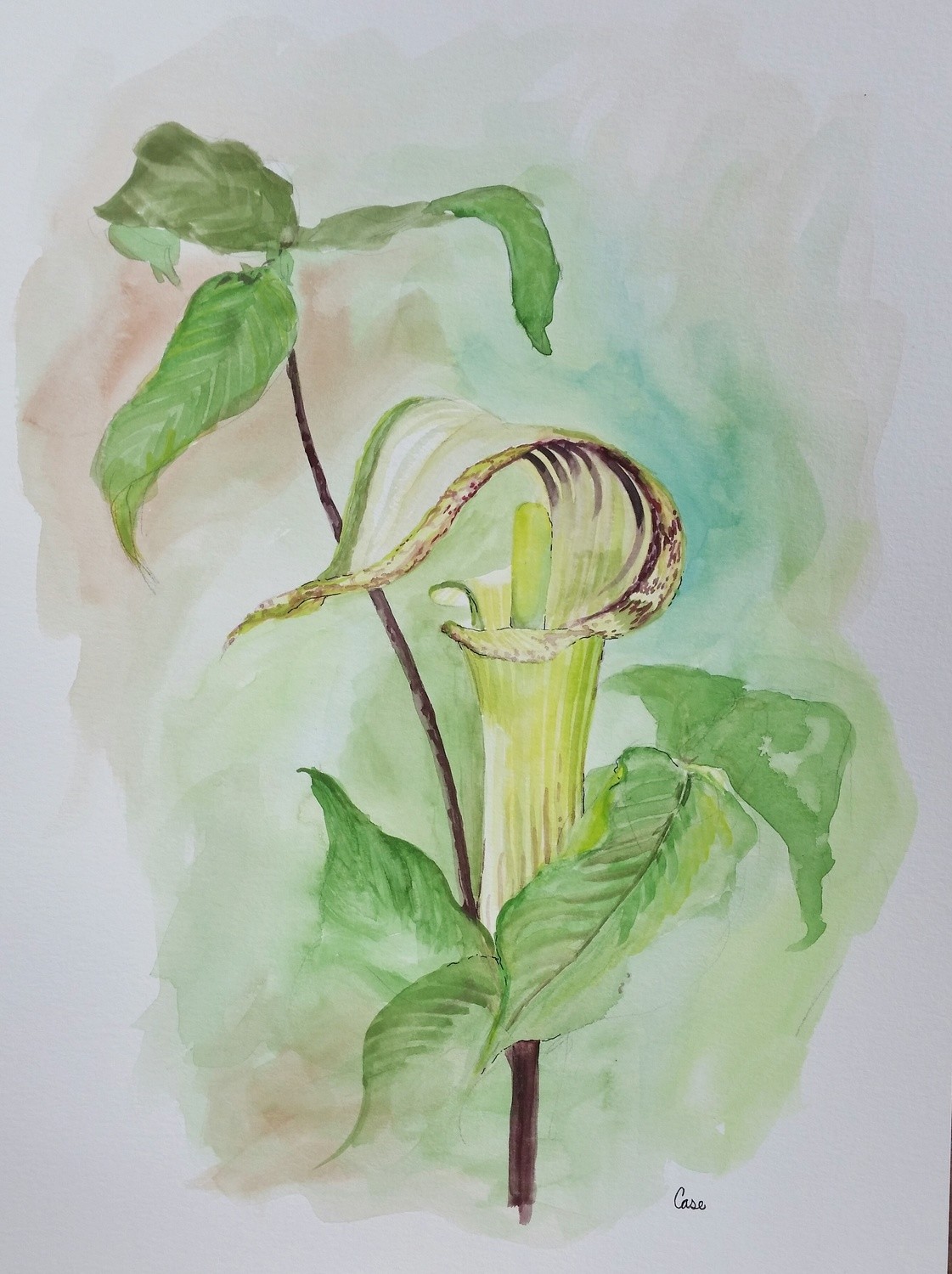 Jack-in-the-Pulpit