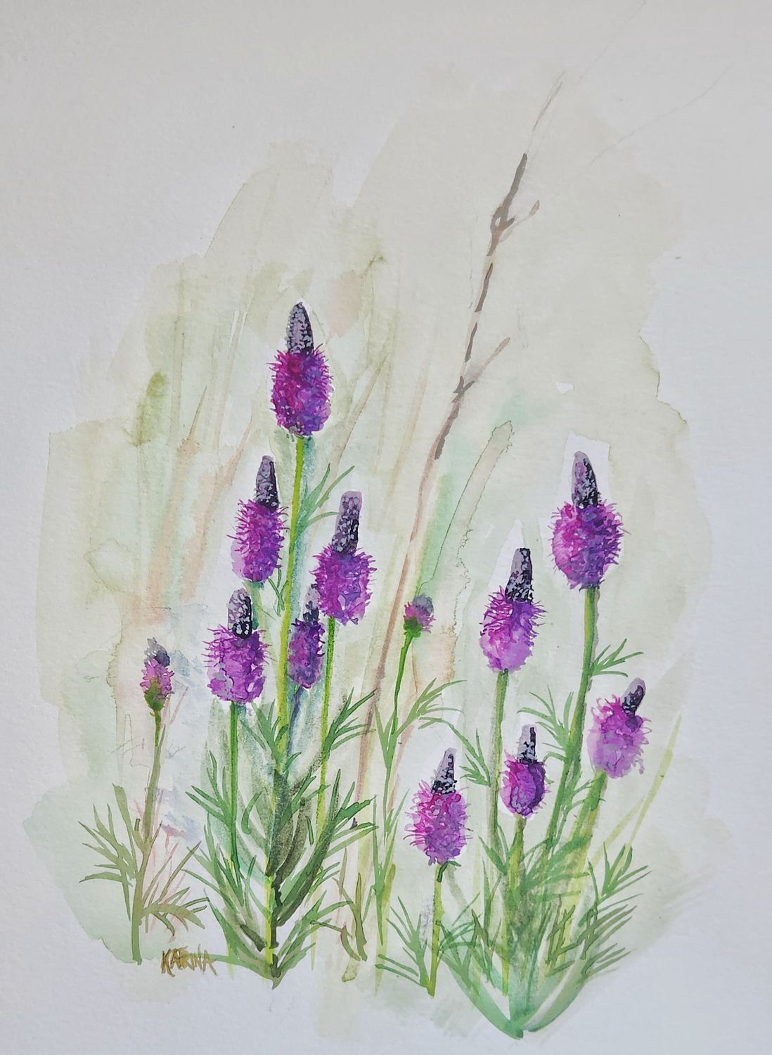 Blue Vervain