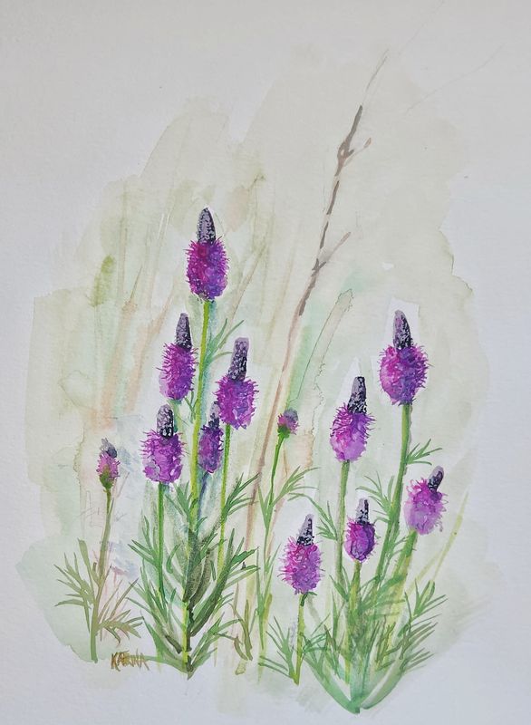 Blue Vervain